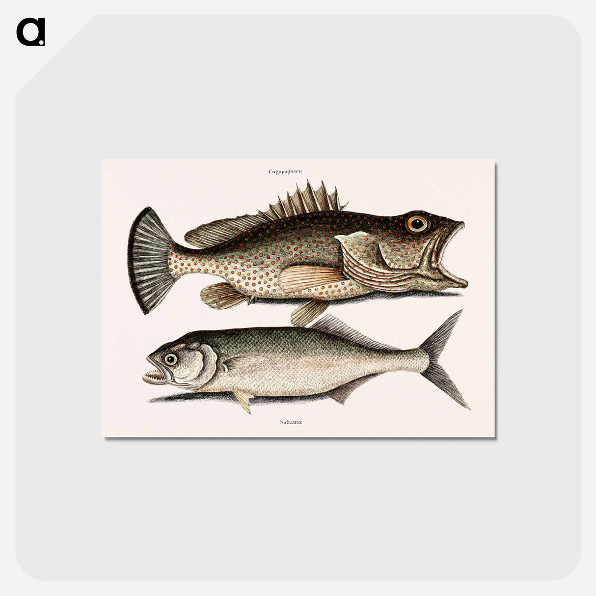 アートポストカード-Hind Fish and Skipjack
- マーク ケイツビー Postcard.