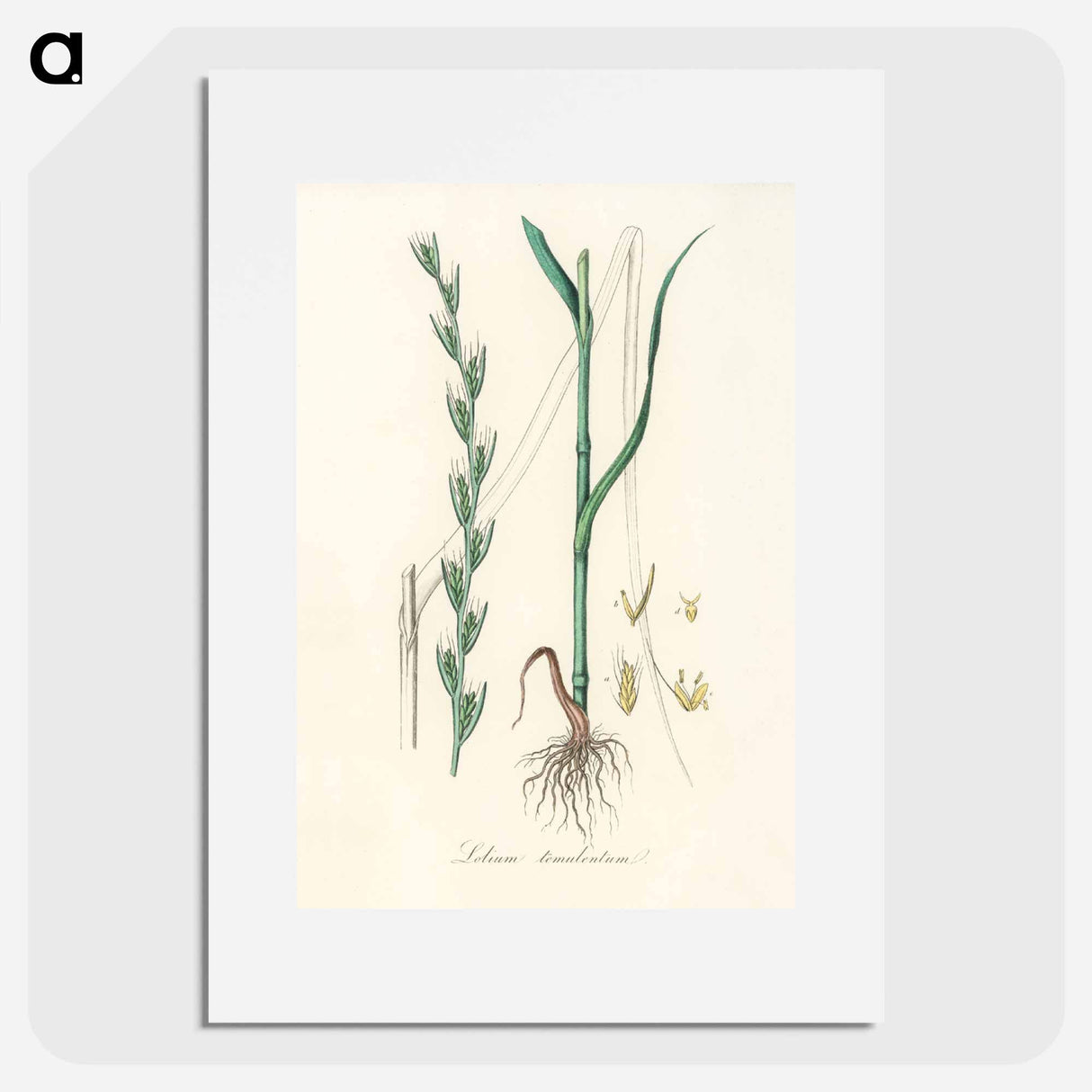 アートポスター-Darnel Illustration
- 薬用植物学 Poster.