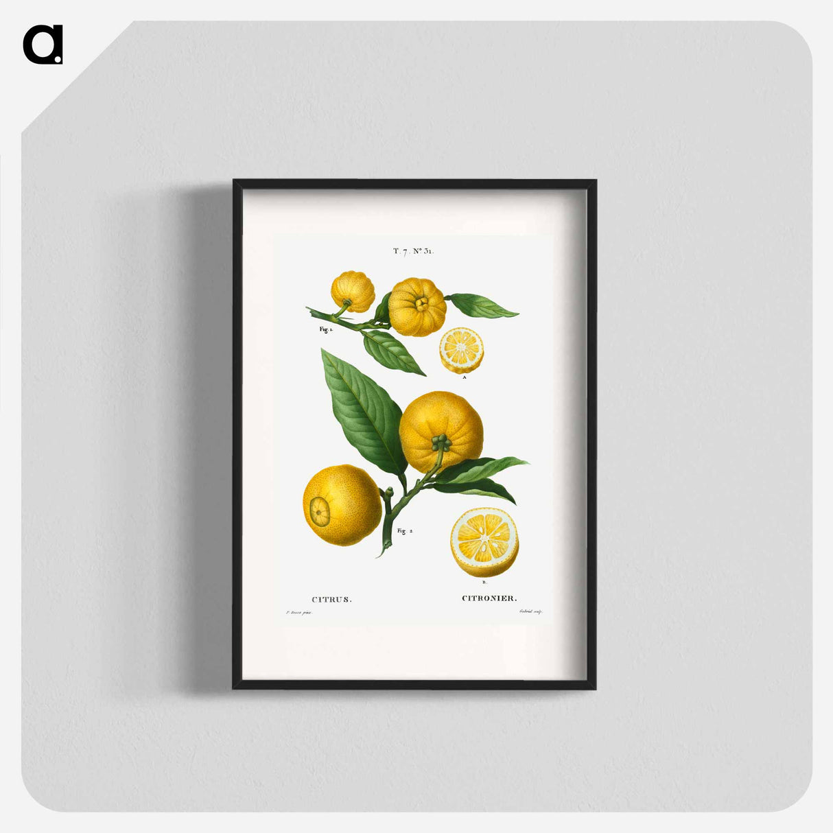 Clusters of citrus - Pierre Joseph Redouté Poster.