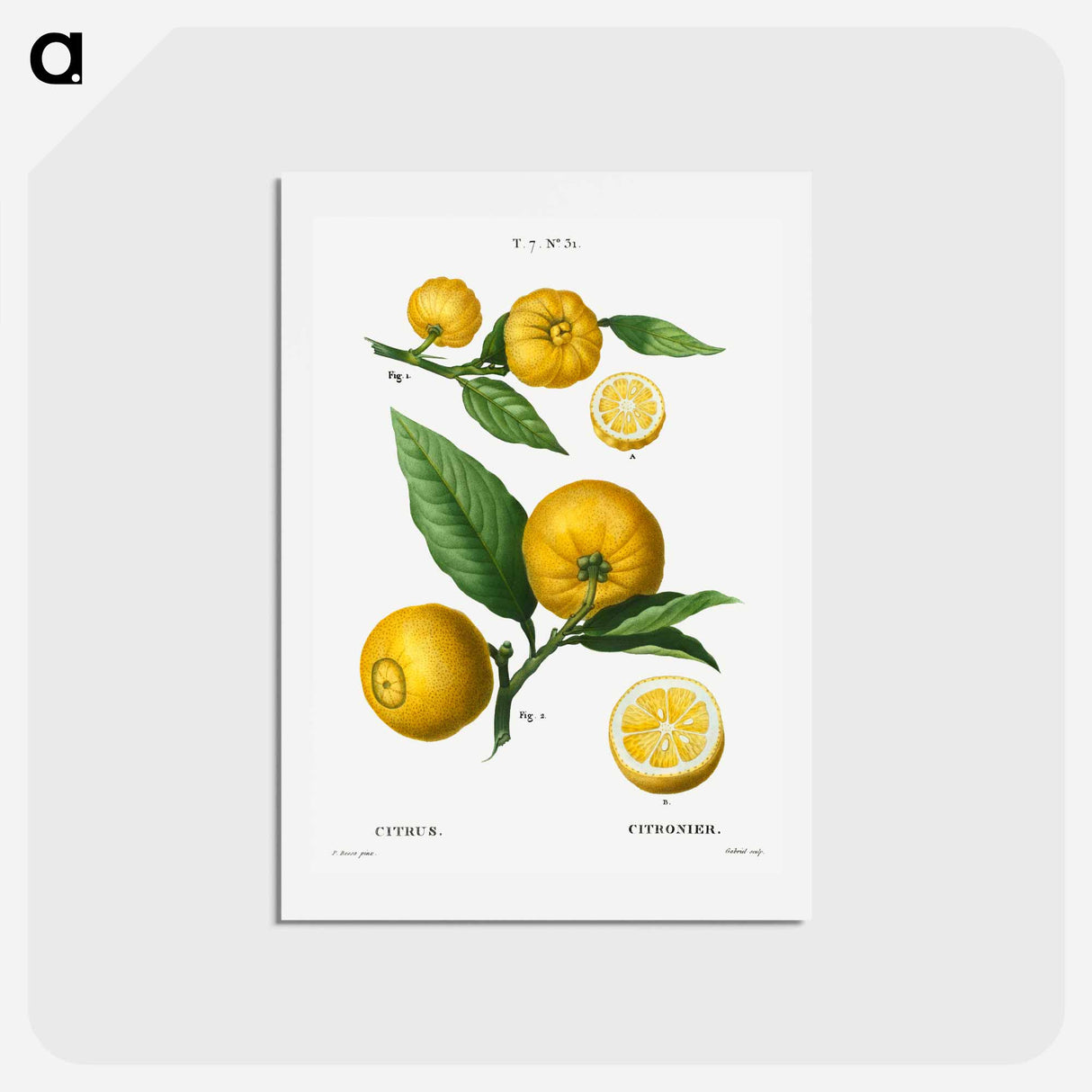 アートポストカード-Clusters of citrus - ピエール ジョゼフ ルドゥーテ Postcard.