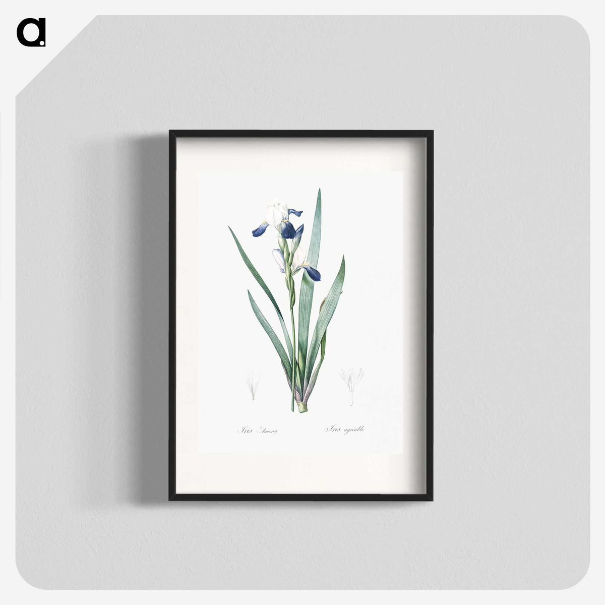 2-56_The-Lilies_blk