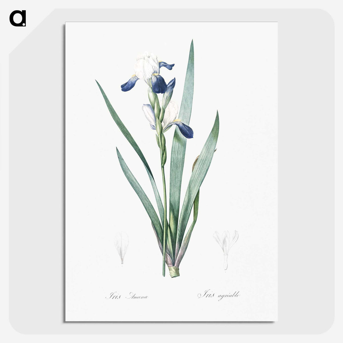 2-56_The-Lilies_picture-crop