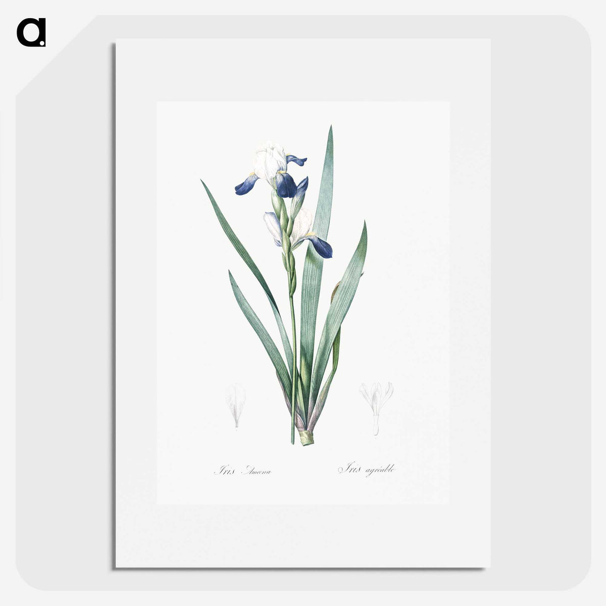 2-56_The-Lilies_picture