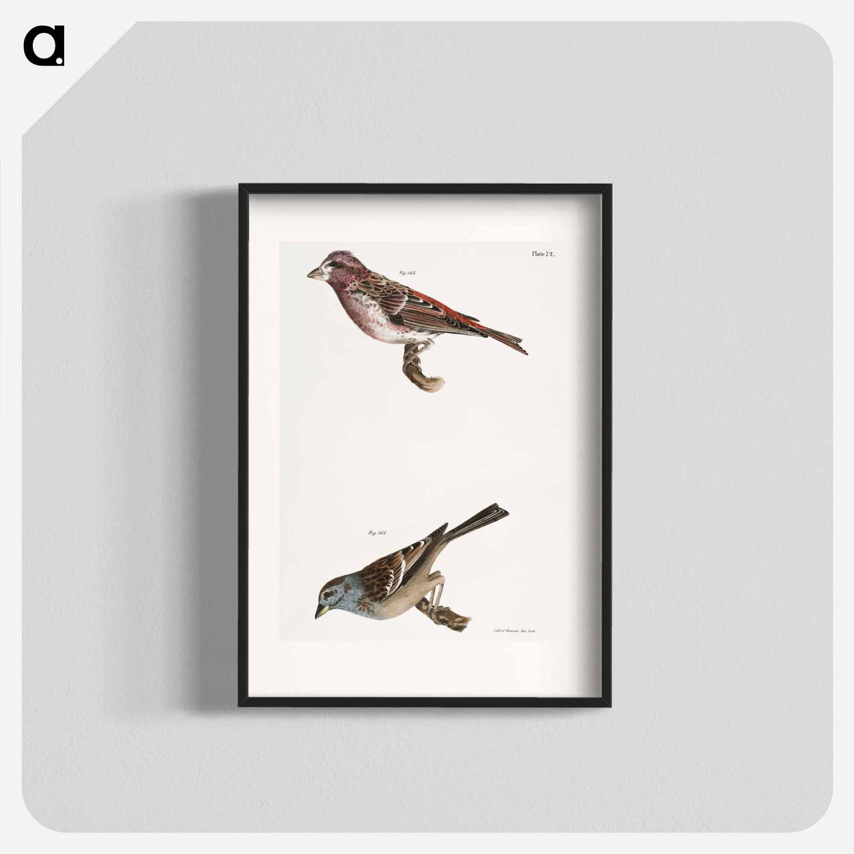 Crested Purple Finch - ニューヨークの動物学 Poster.