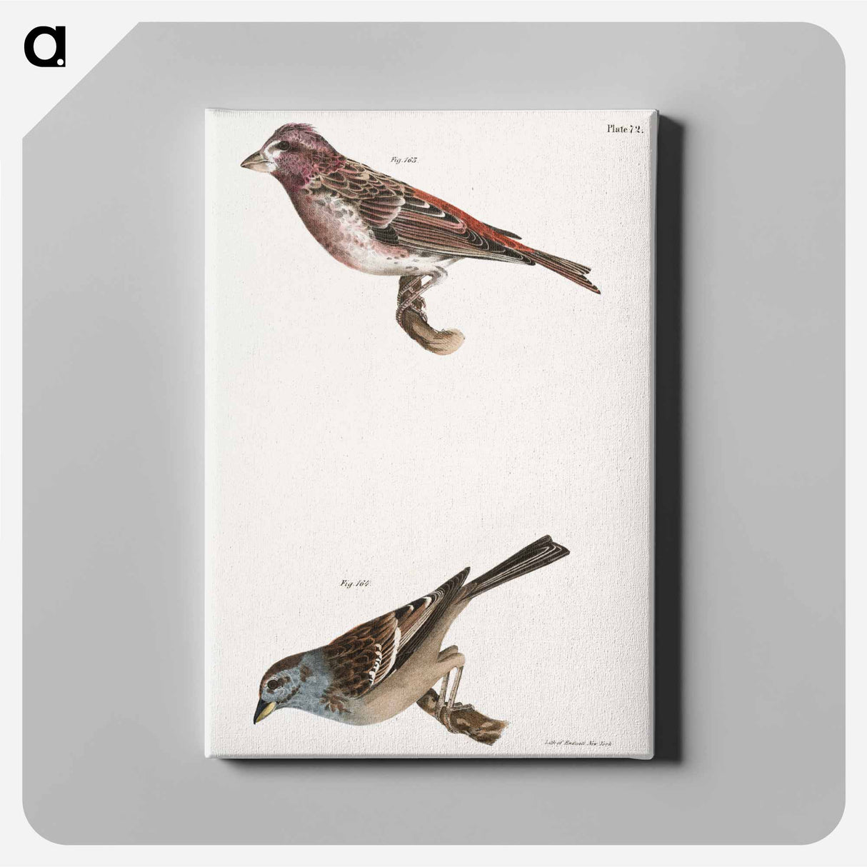 Crested Purple Finch - ニューヨークの動物学 Canvas.