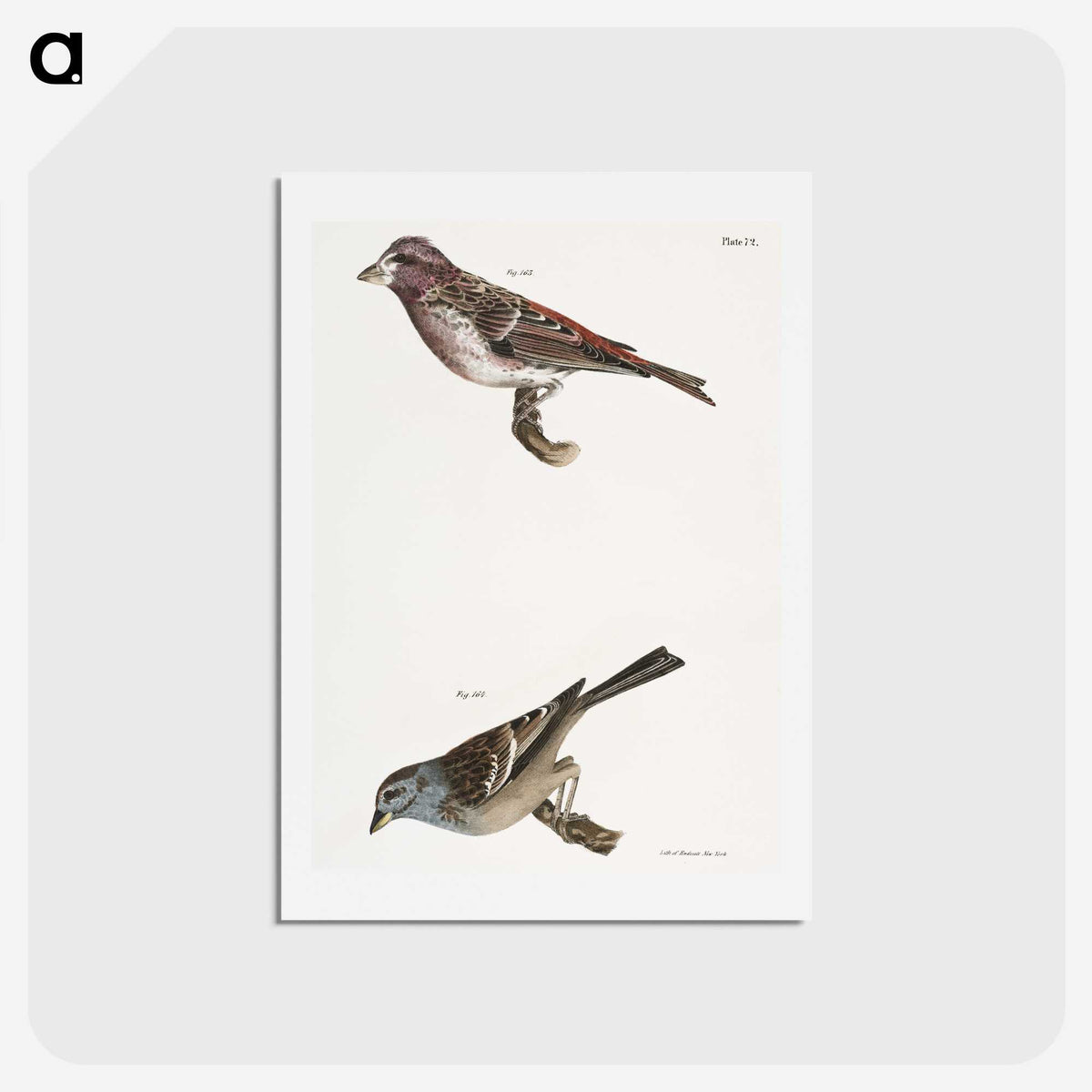 2-56_Zoology-of-New-York_hagaki