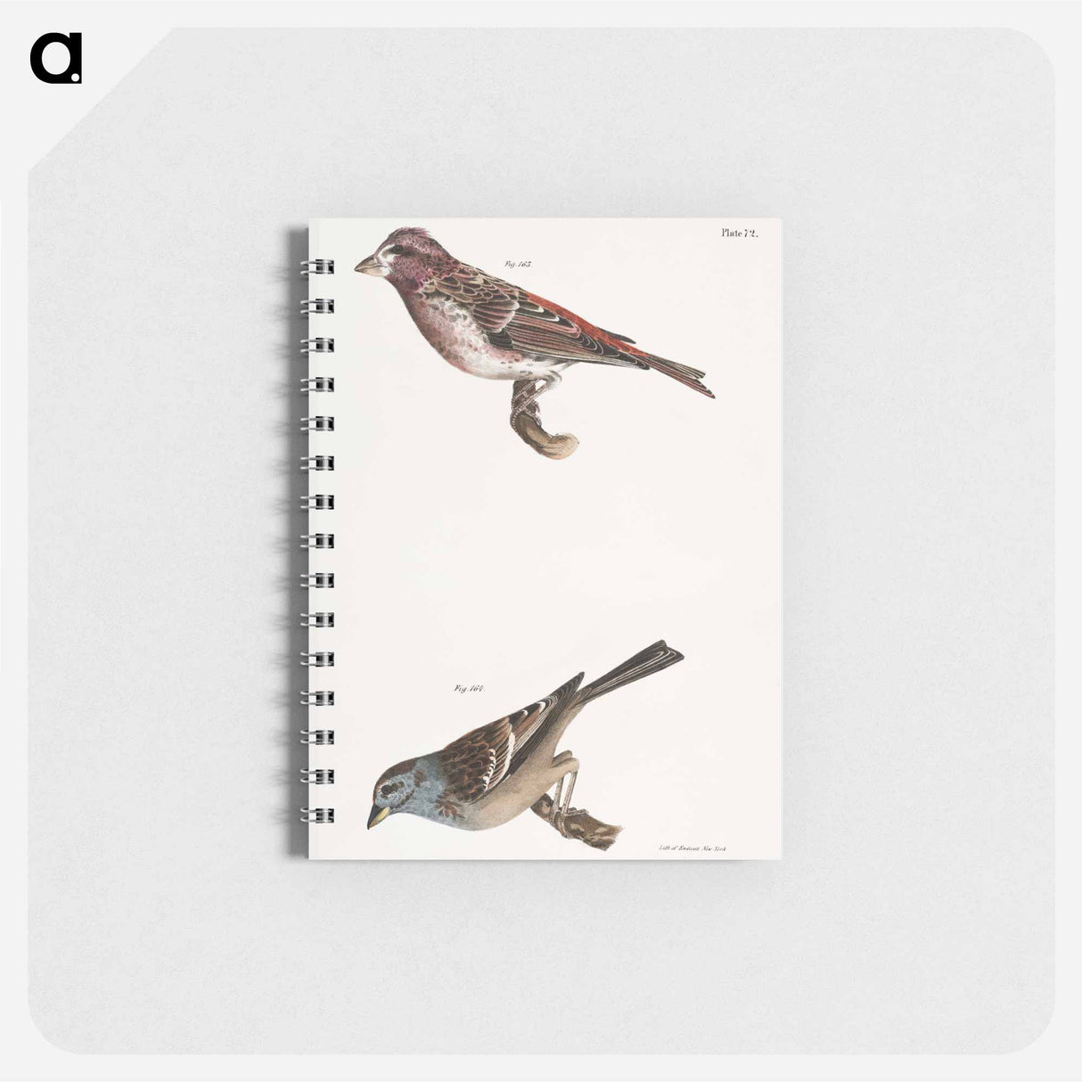 Crested Purple Finch - ニューヨークの動物学 Memo.