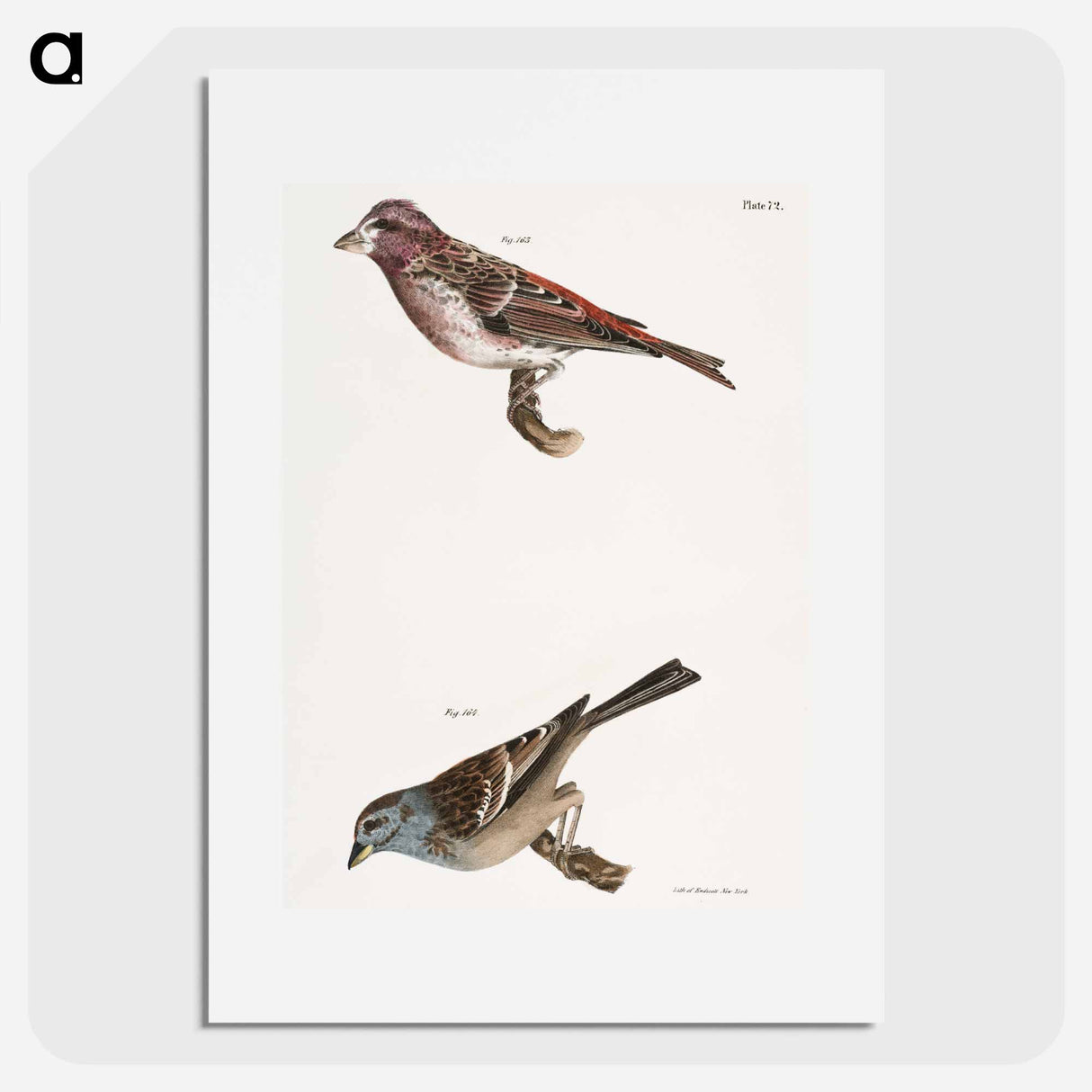 Crested Purple Finch - ニューヨークの動物学 Poster.