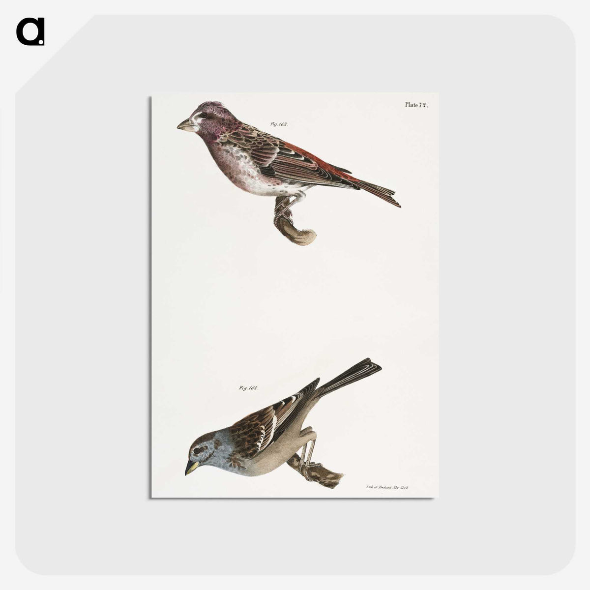 2-56_Zoology-of-New-York_postcard