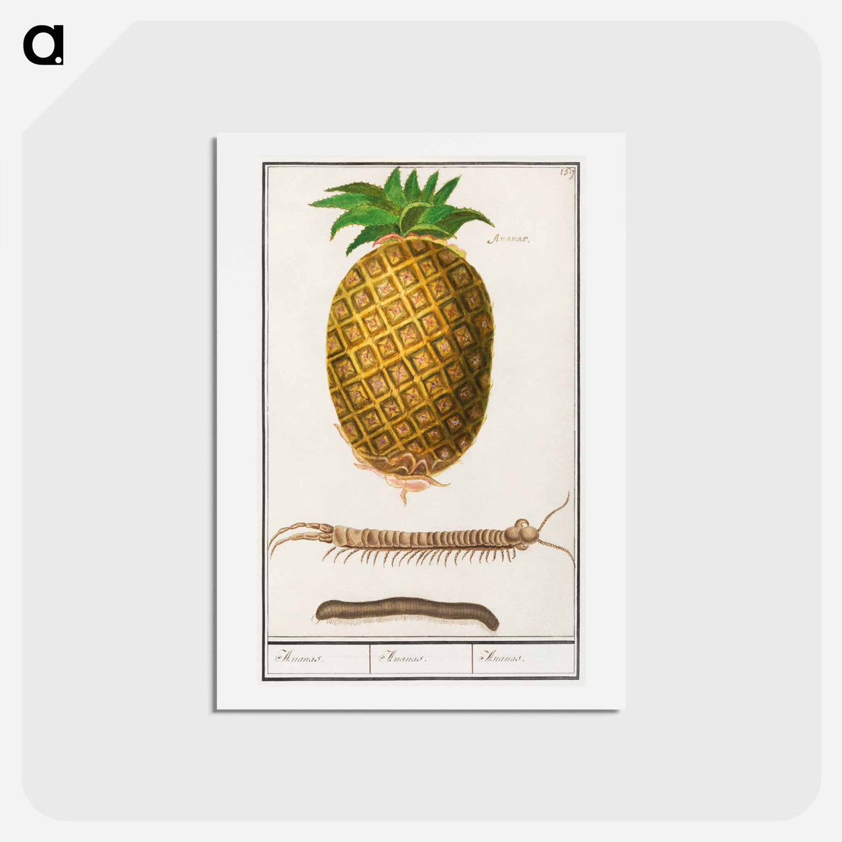 Pineapple - アンセルムス ボエティウス デ ブート Postcard.
