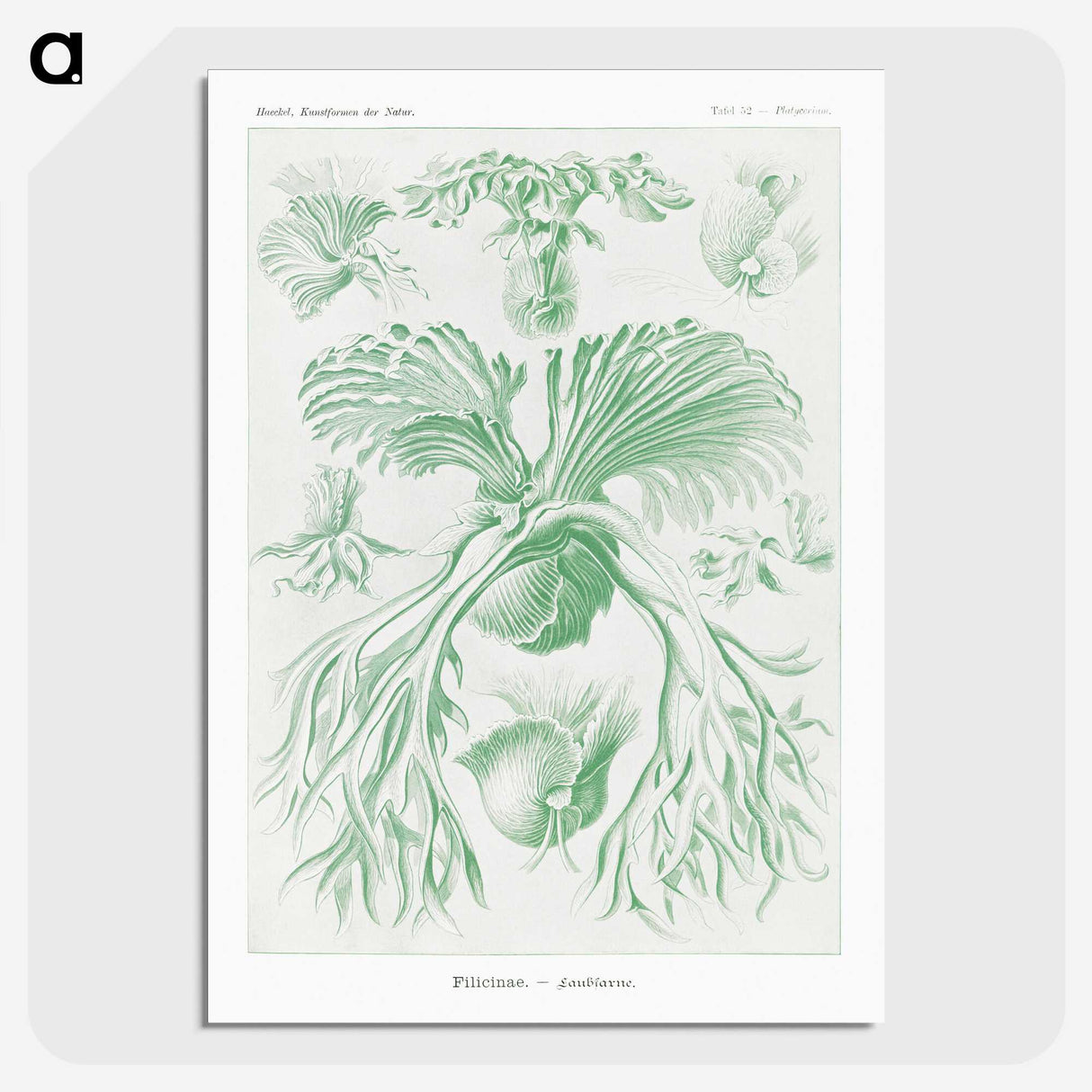 2-57_Ernst-Haeckel_picture-crop