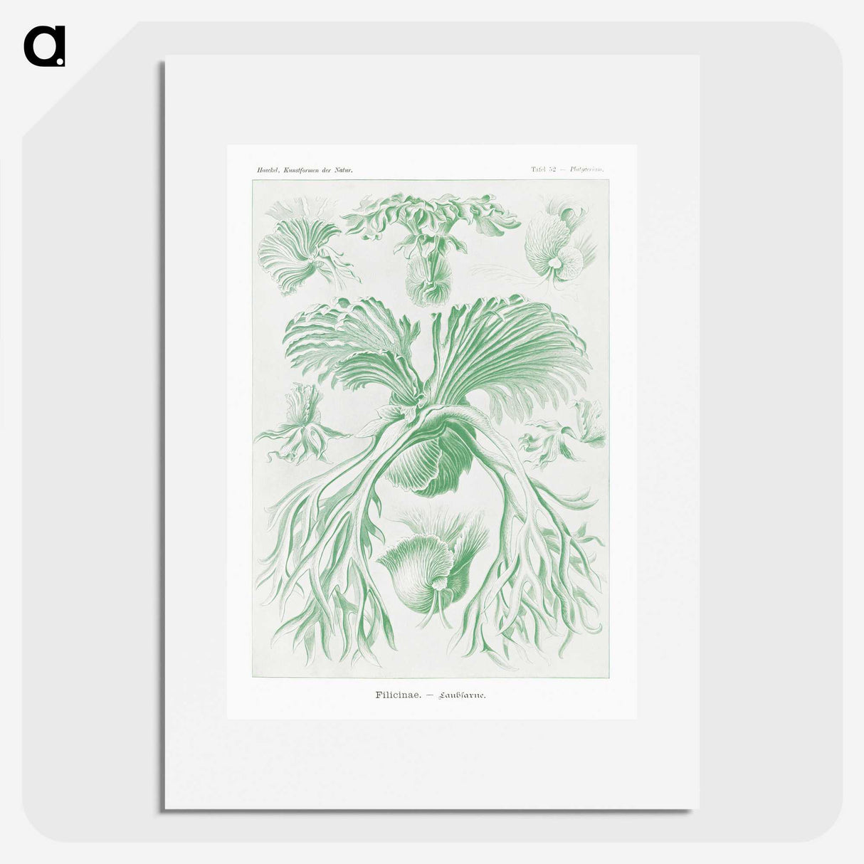 2-57_Ernst-Haeckel_picture