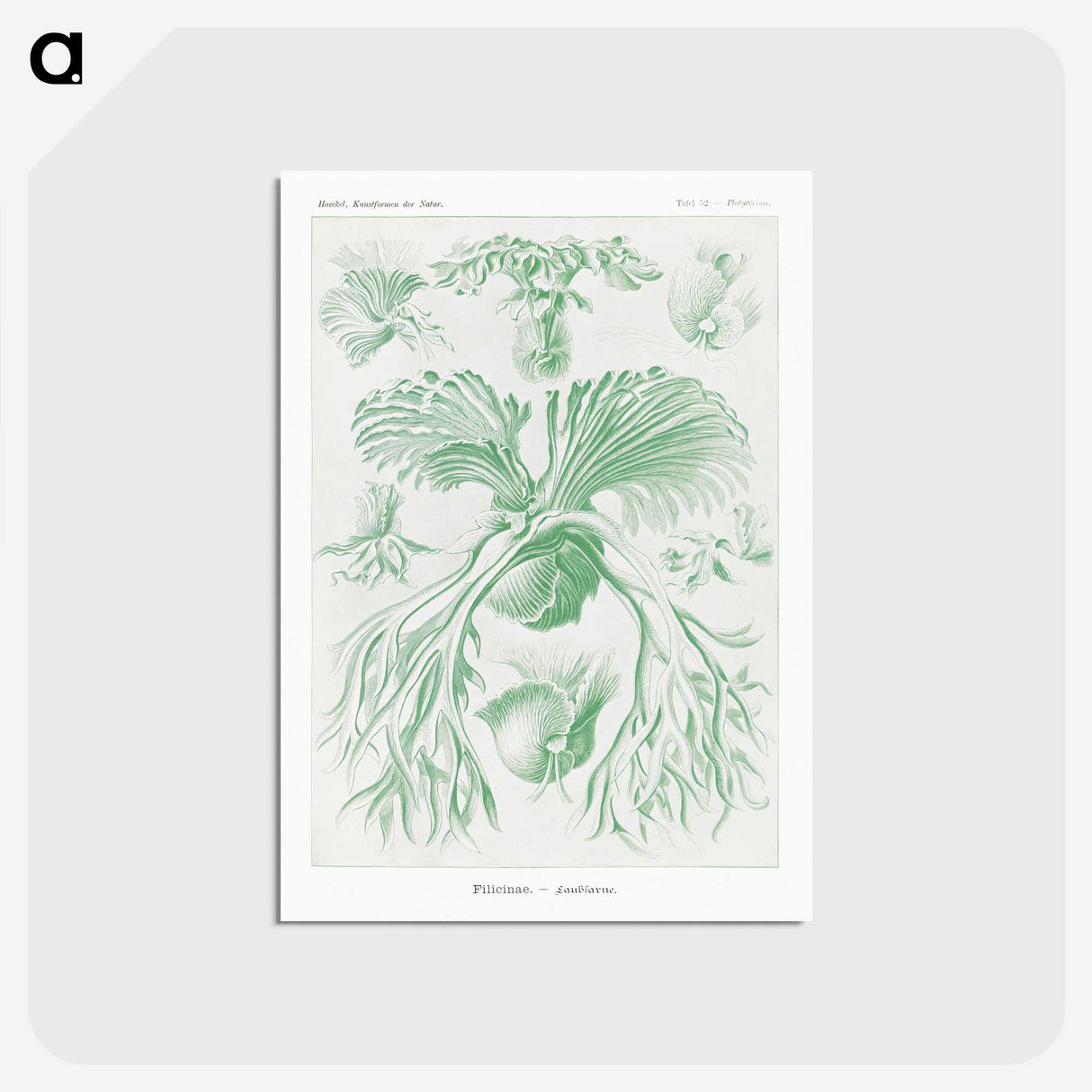 2-57_Ernst-Haeckel_postcard