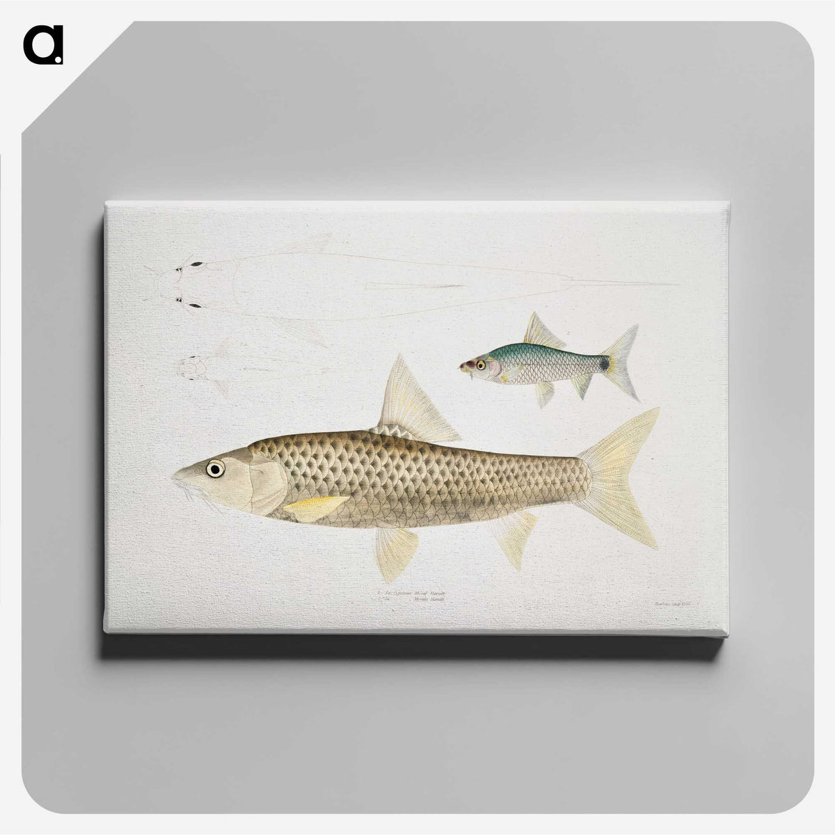 2-57_Indian-Zoology_canvas