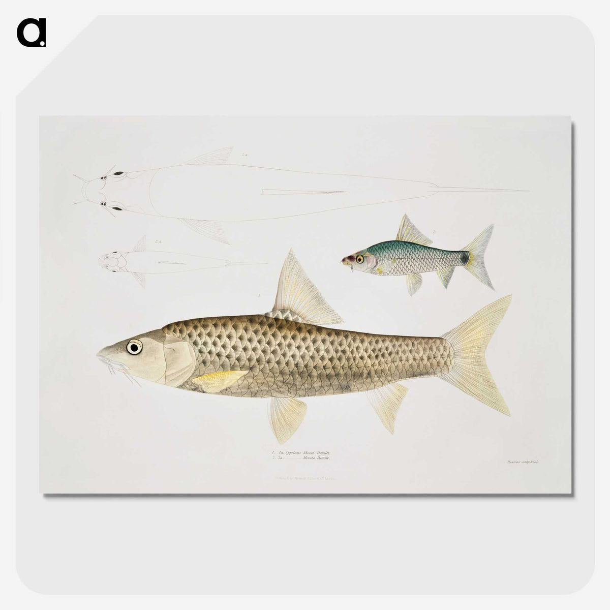 2-57_Indian-Zoology_picture-crop