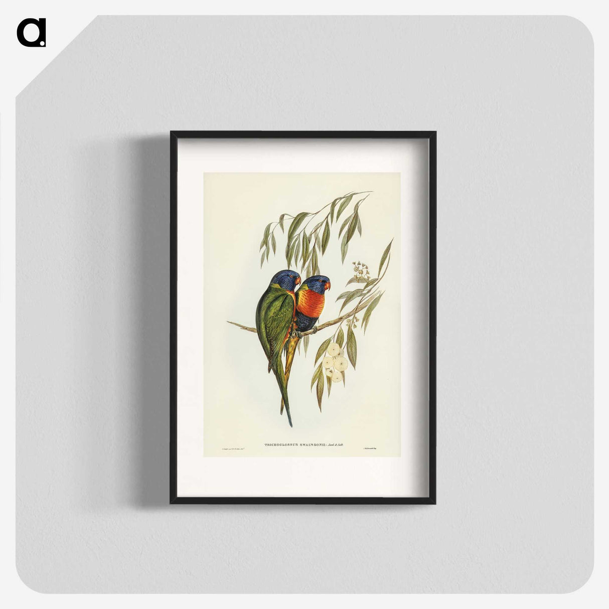 2-57_John-Gould_blk