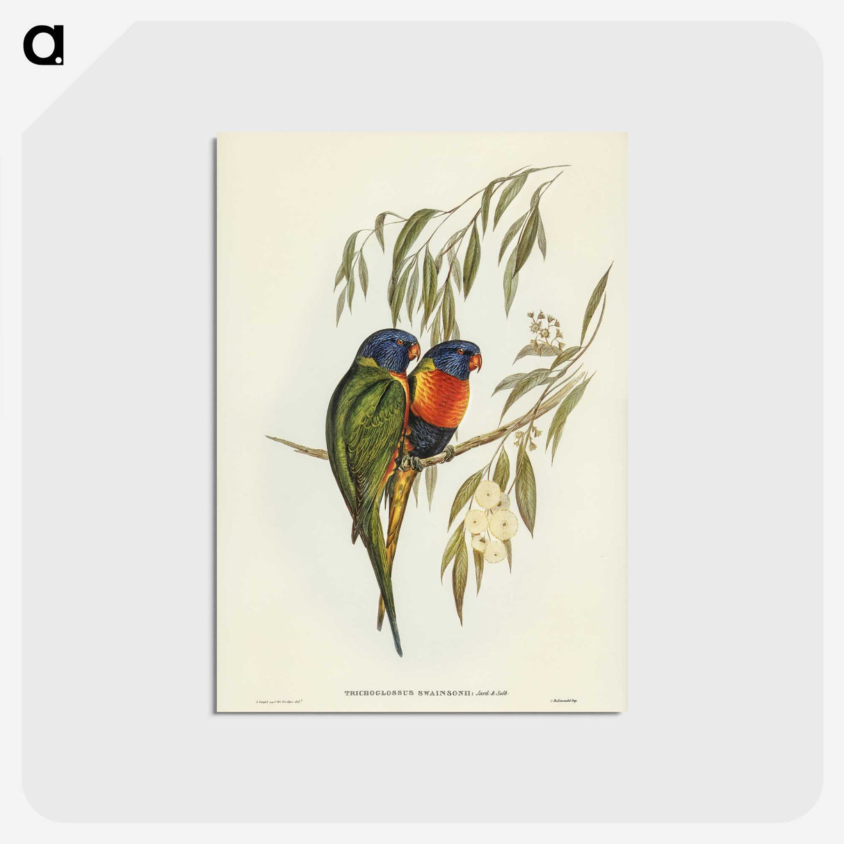 2-57_John-Gould_postcard