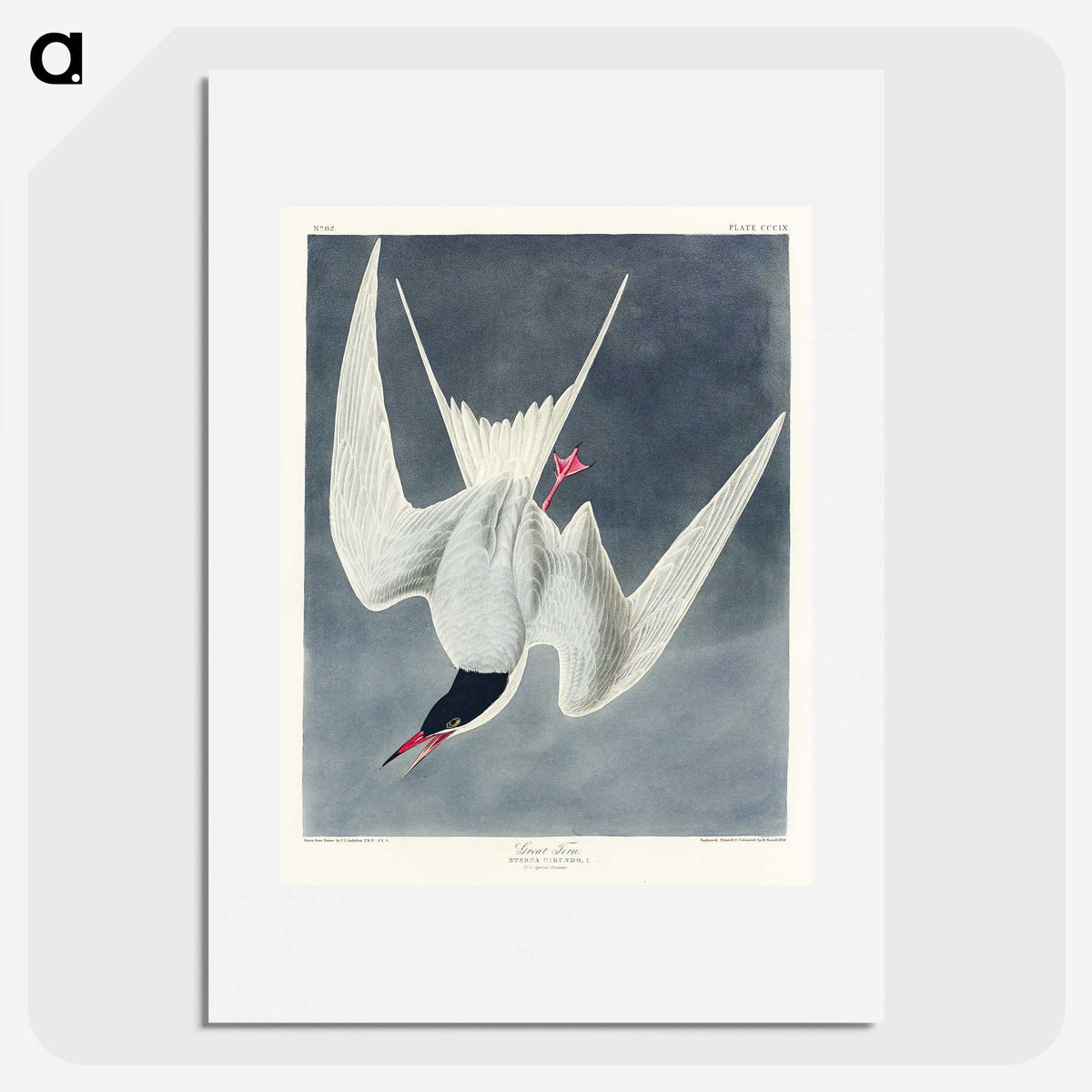 2-57_John-James-Audubon_picture
