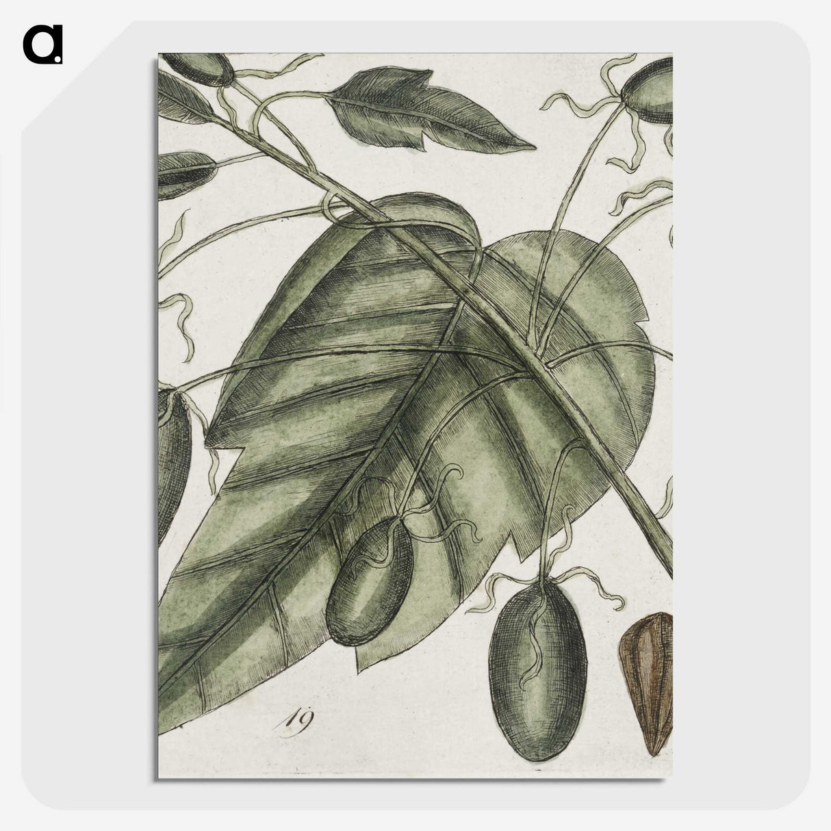 2-57_Mark-Catesby_picture-crop