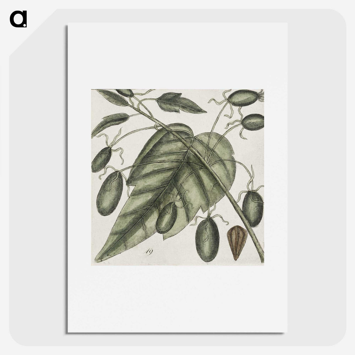 2-57_Mark-Catesby_picture