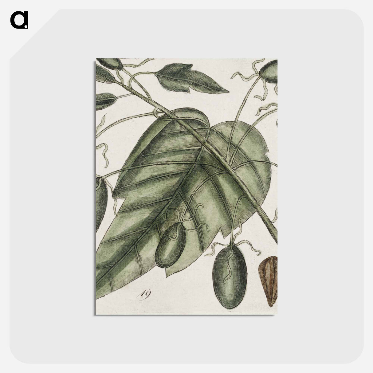 アートポストカード-The Natural History of Carolina
- マーク ケイツビー Postcard.