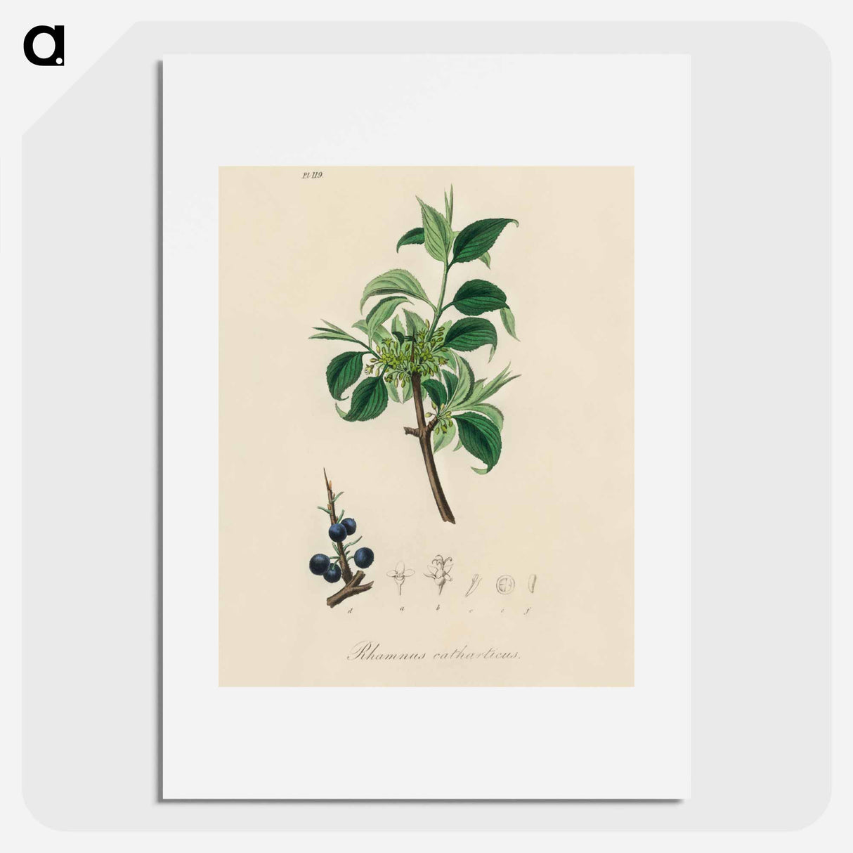 アートポスター-Buckthorn Illustration
- 薬用植物学 Poster.
