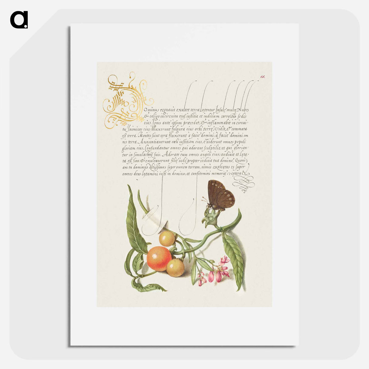 アートポスター-Ringlet, False Jerusalem Cherry, and Milkwort from Mira Calligraphiae Monumenta
- 書道のお手本 Poster.
