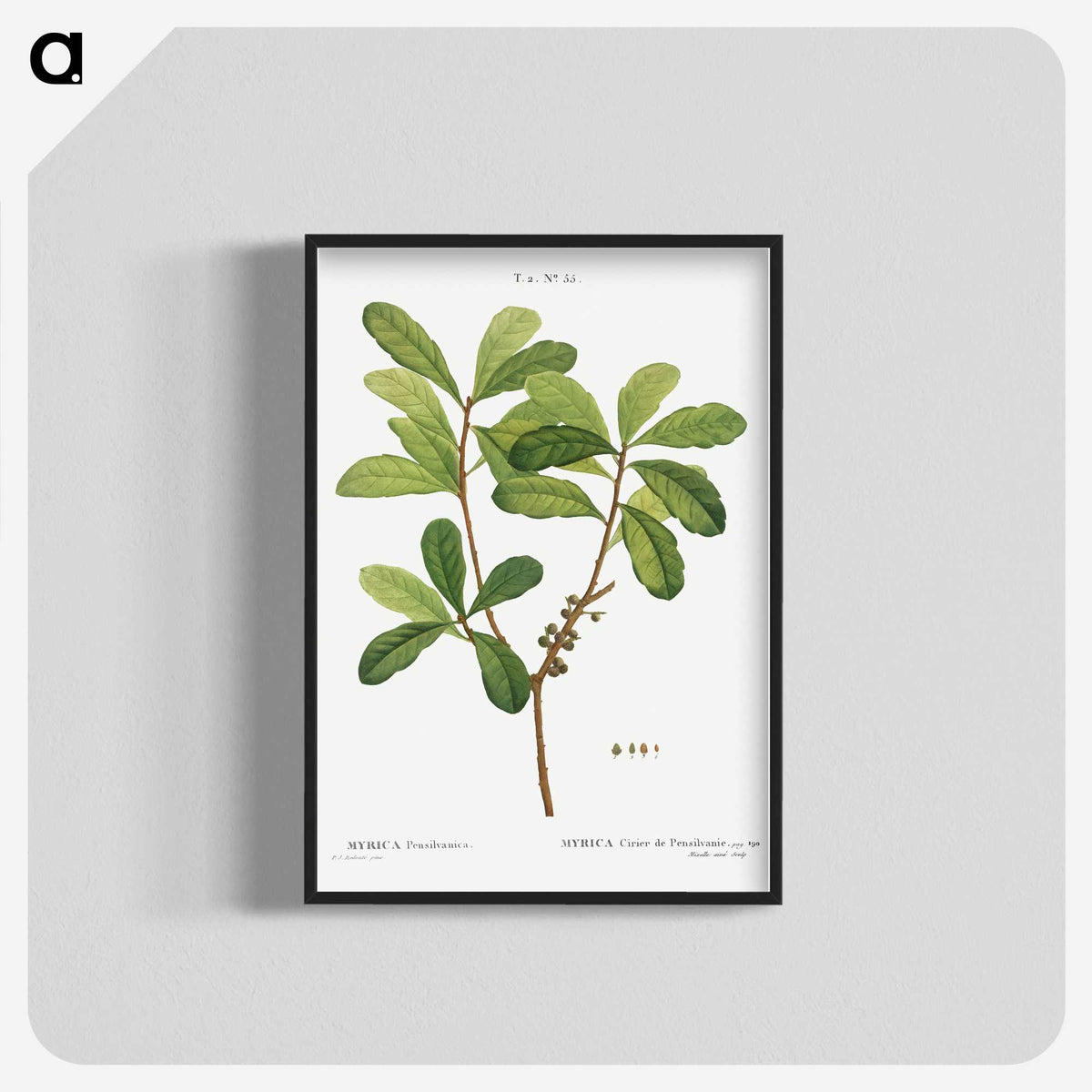 2-57_Treatise-on-Trees-and-Shrubs_blk-crop