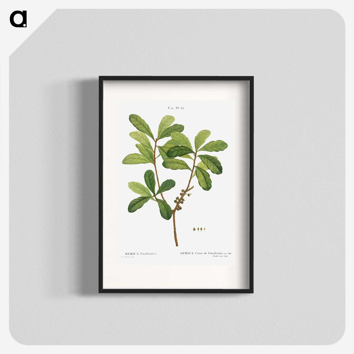 2-57_Treatise-on-Trees-and-Shrubs_blk