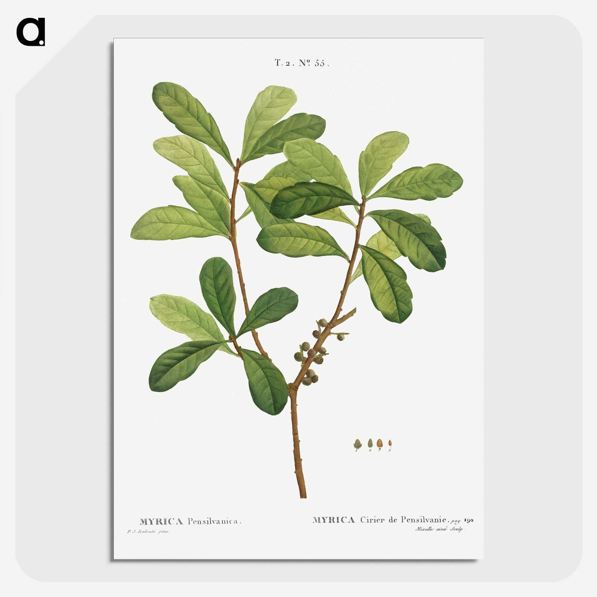 2-57_Treatise-on-Trees-and-Shrubs_picture-crop