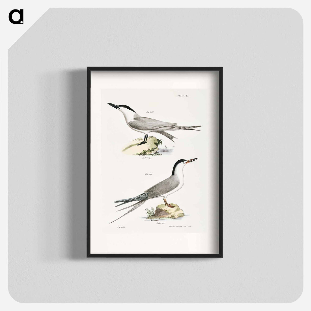 Marsh Tern (Sterna anglica) 280. Roseate Tern (Sterna dougalli) illustration from Zoology of New York by - Zoology of New York Poster.