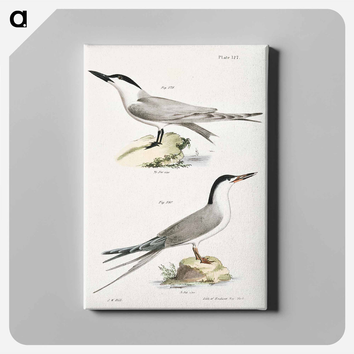 Marsh Tern (Sterna anglica) 280. Roseate Tern (Sterna dougalli) illustration from Zoology of New York by - Zoology of New York Canvas.