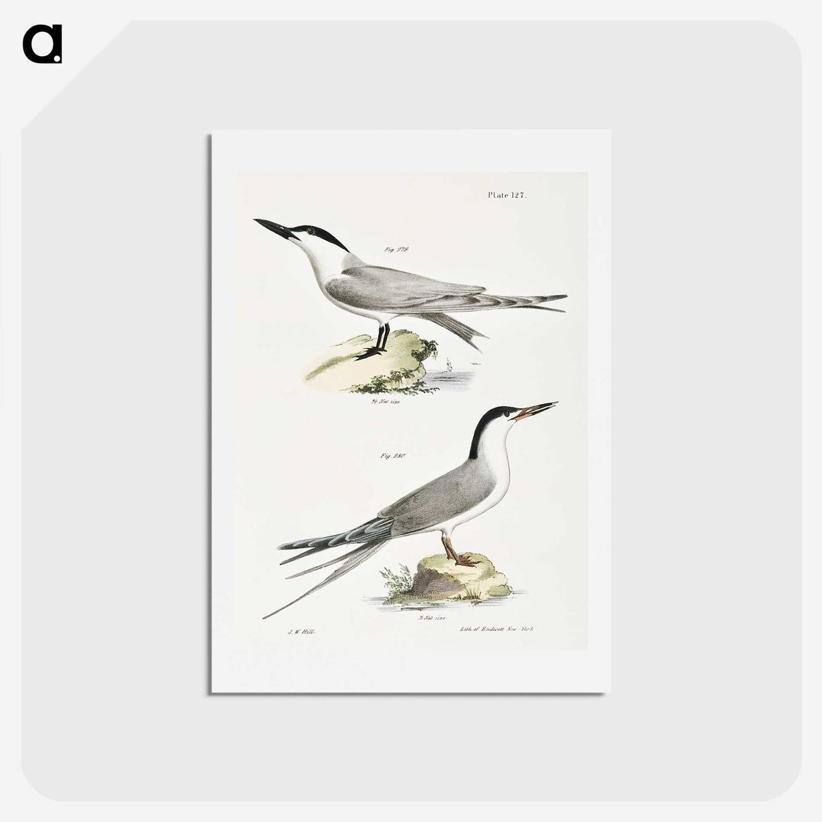 2-57_Zoology-of-New-York_hagaki