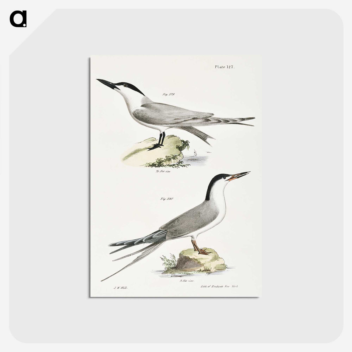 2-57_Zoology-of-New-York_postcard