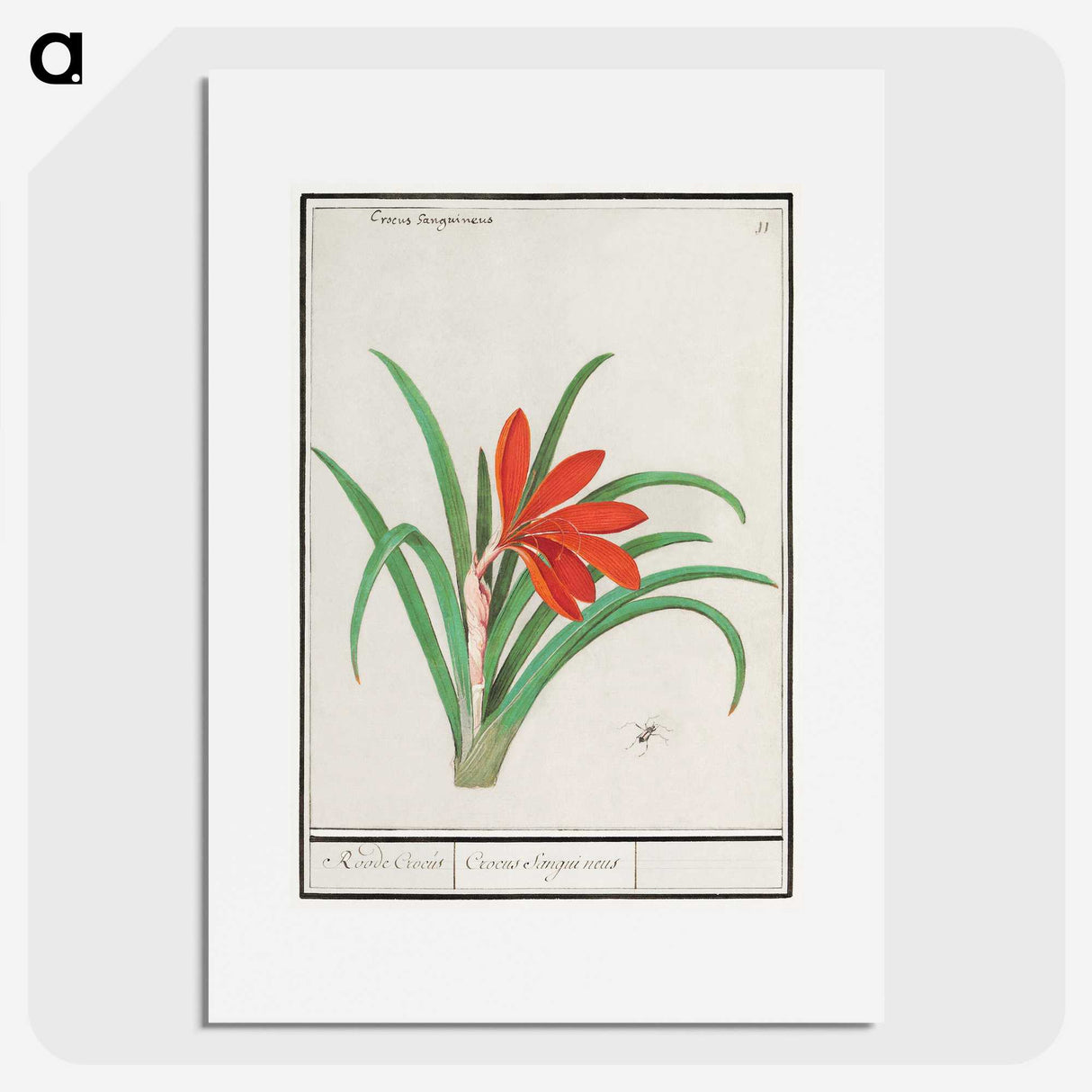 2-58_Anselmus-Boetius-de-Boodt_picture