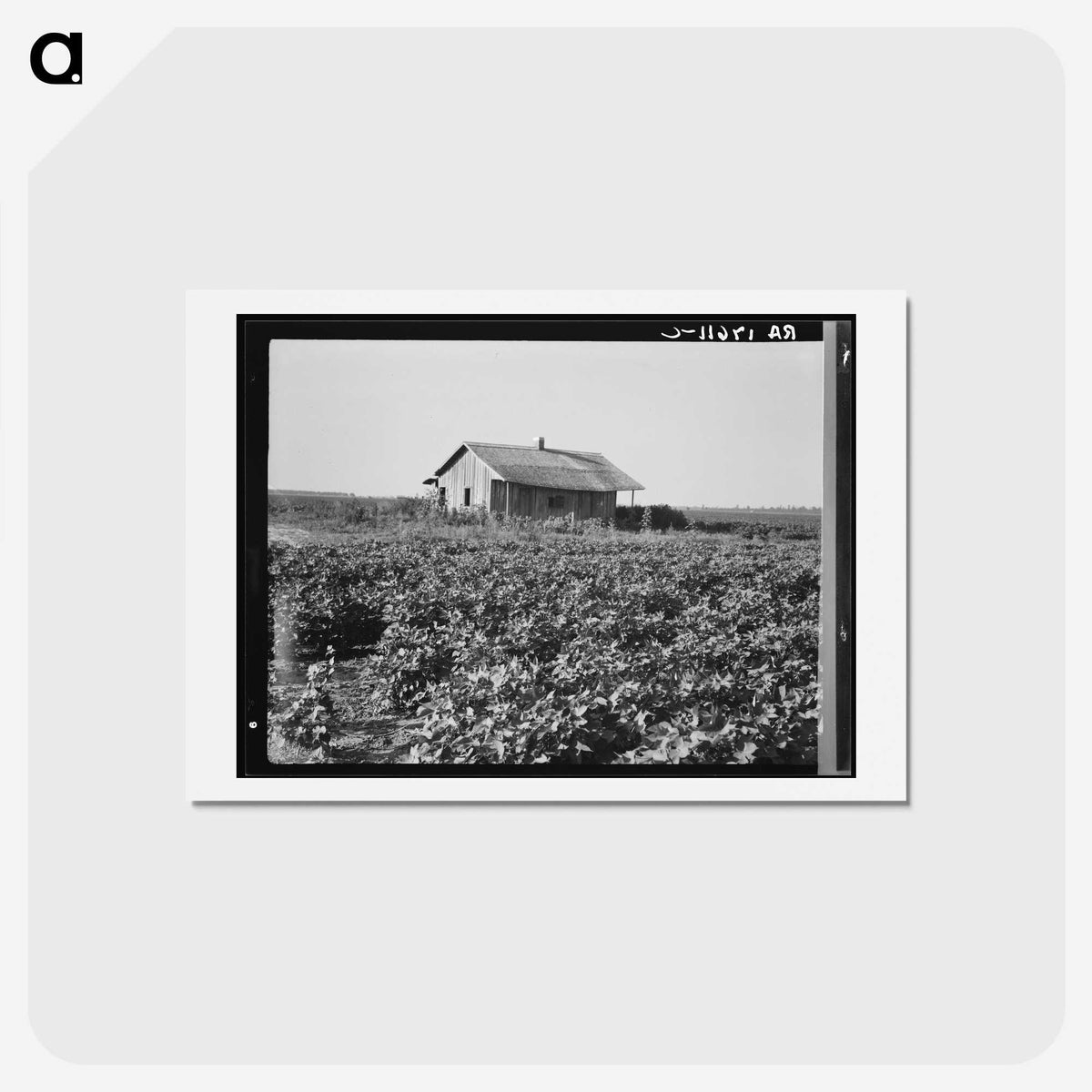 2-58_Dorothea-Lange_hagaki
