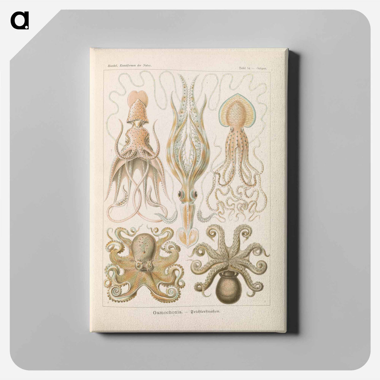 Marine life illustration - エルンスト ヘッケル Canvas.