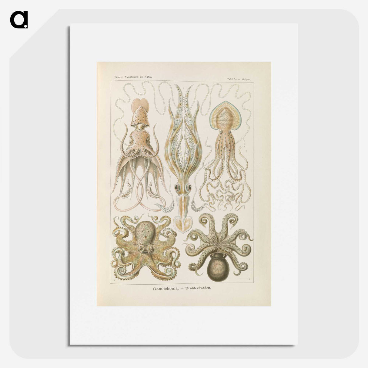 2-58_Ernst-Haeckel_picture