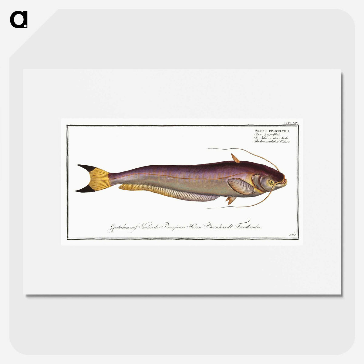 2-58_Ichtyologie-ou-Histoire-naturelle_picture