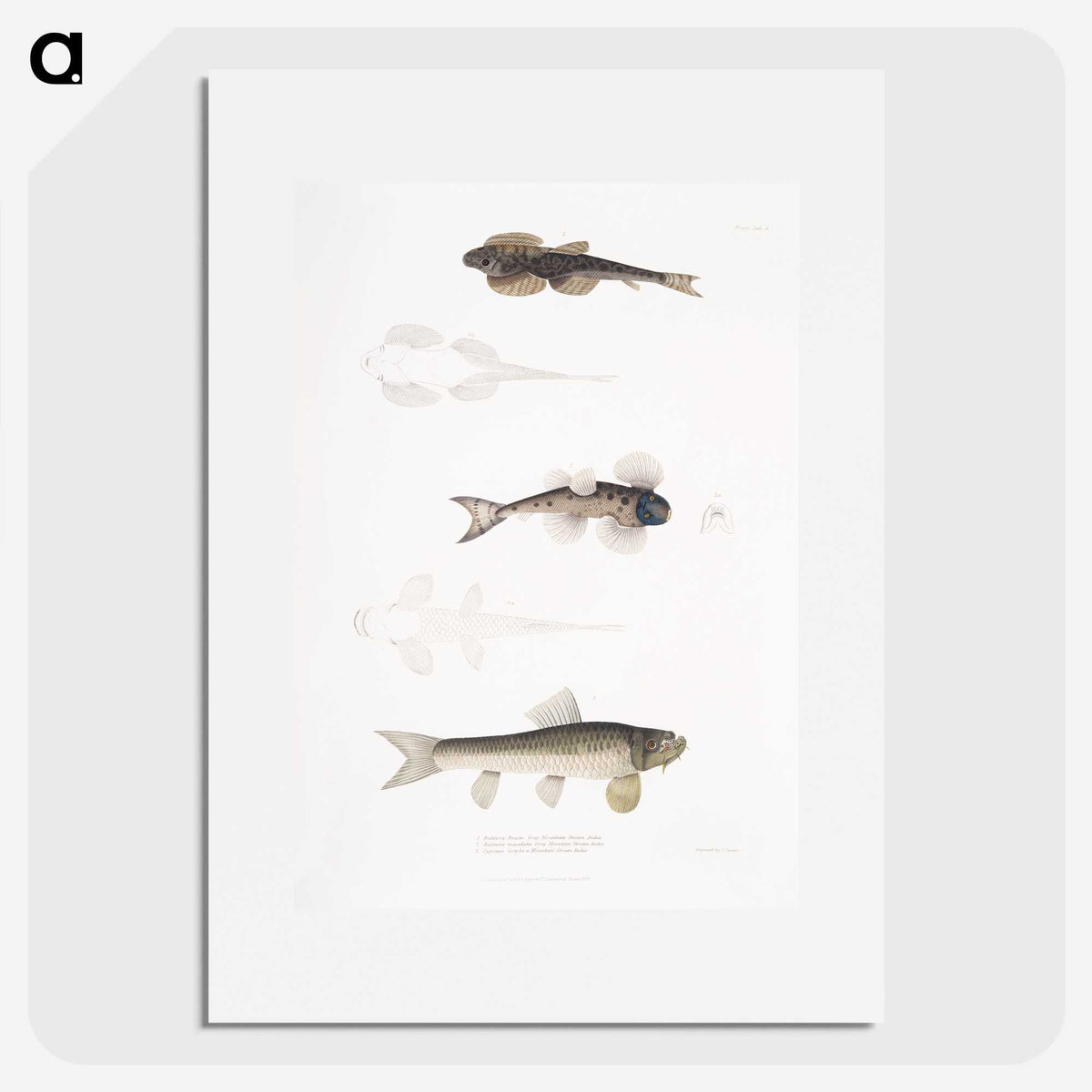 2-58_Indian-Zoology_picture