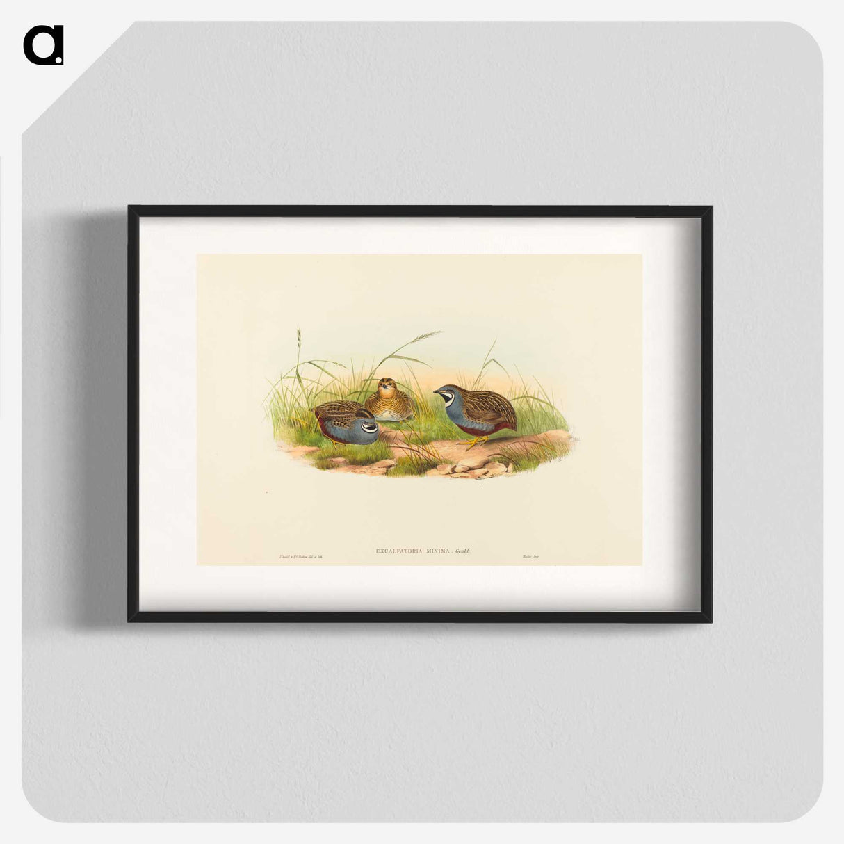 2-58_John-Gould_blk