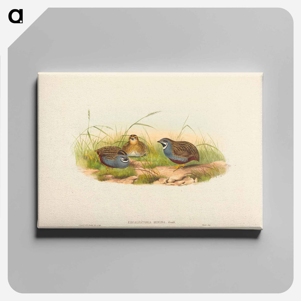 アートパネル-Blue-breasted Quail
- ジョン グールド Canvas.
