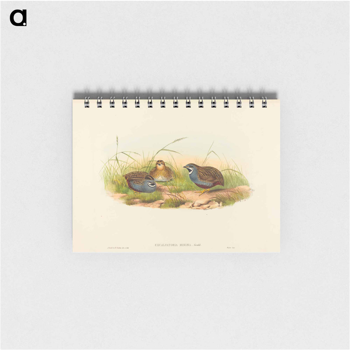 アートメモ帳-Blue-breasted Quail
- ジョン グールド Memo.