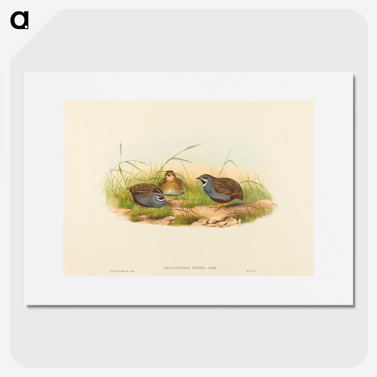 2-58_John-Gould_picture