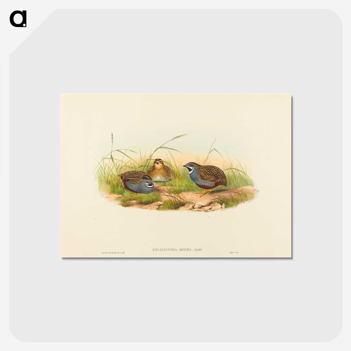 2-58_John-Gould_postcard