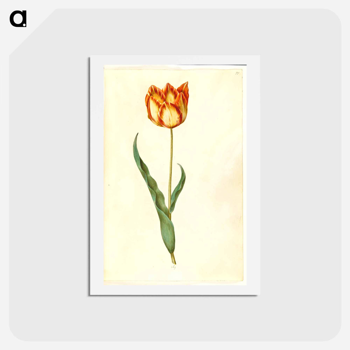 アートポストカード-Tulipa gesneriana
- マリア ジビーラ メーリアン Postcard.
