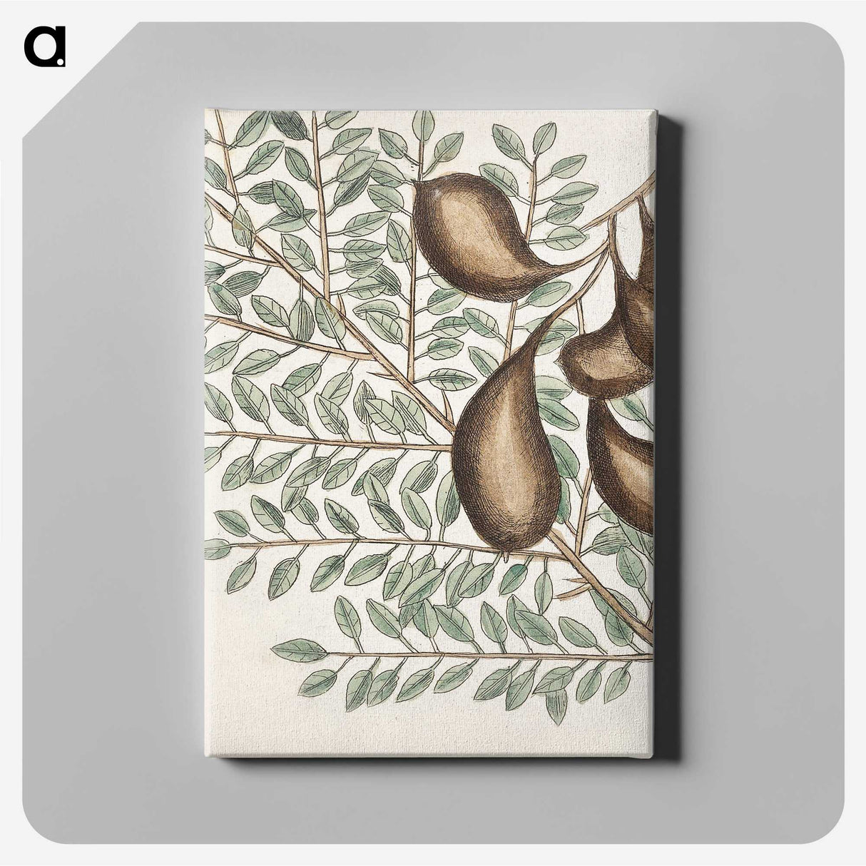 2-58_Mark-Catesby_canvas