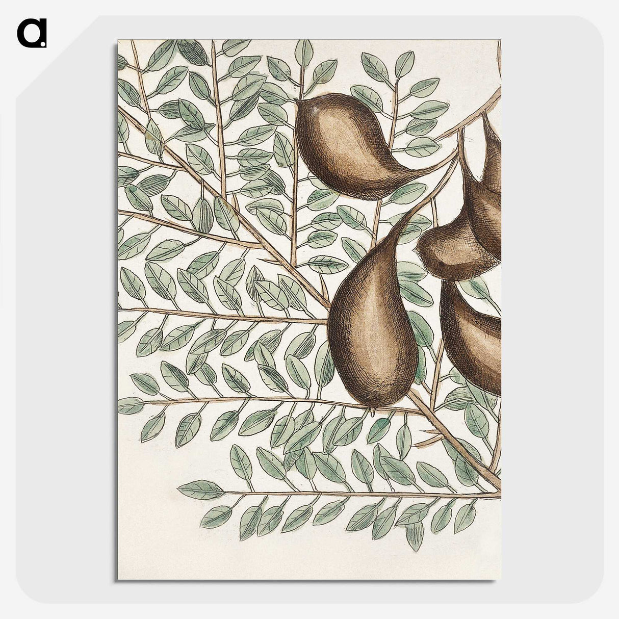 2-58_Mark-Catesby_picture-crop