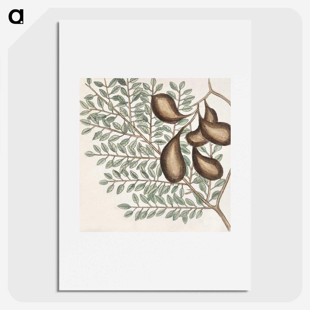 2-58_Mark-Catesby_picture