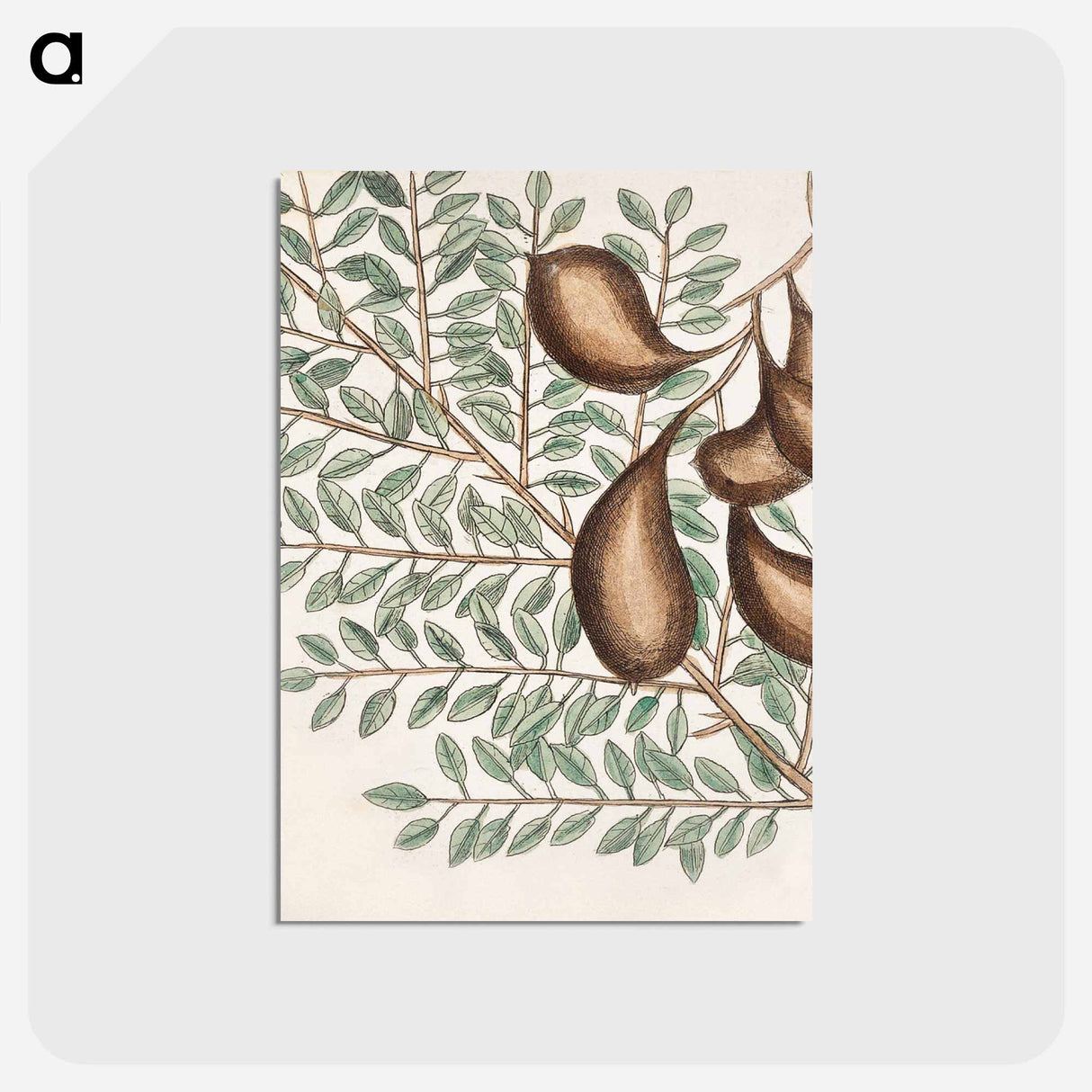 アートポストカード-Sorrel Tree, Acacia, and Candle-berry Myrtle
- マーク ケイツビー Postcard.